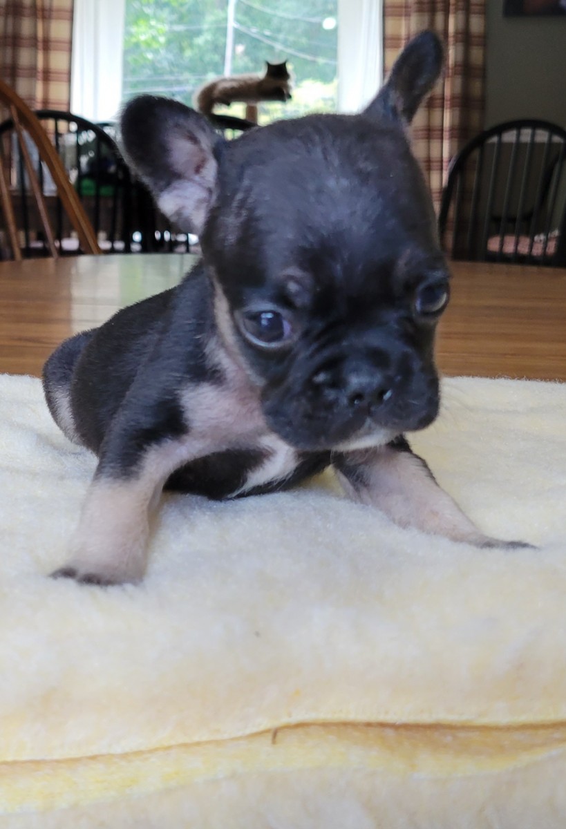 South Jersey Based French Bulldog Breeder Enchanted Frenchies